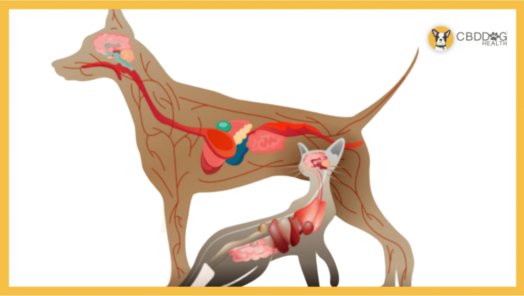 Endocannabinoid system - cbd for cats and dogs