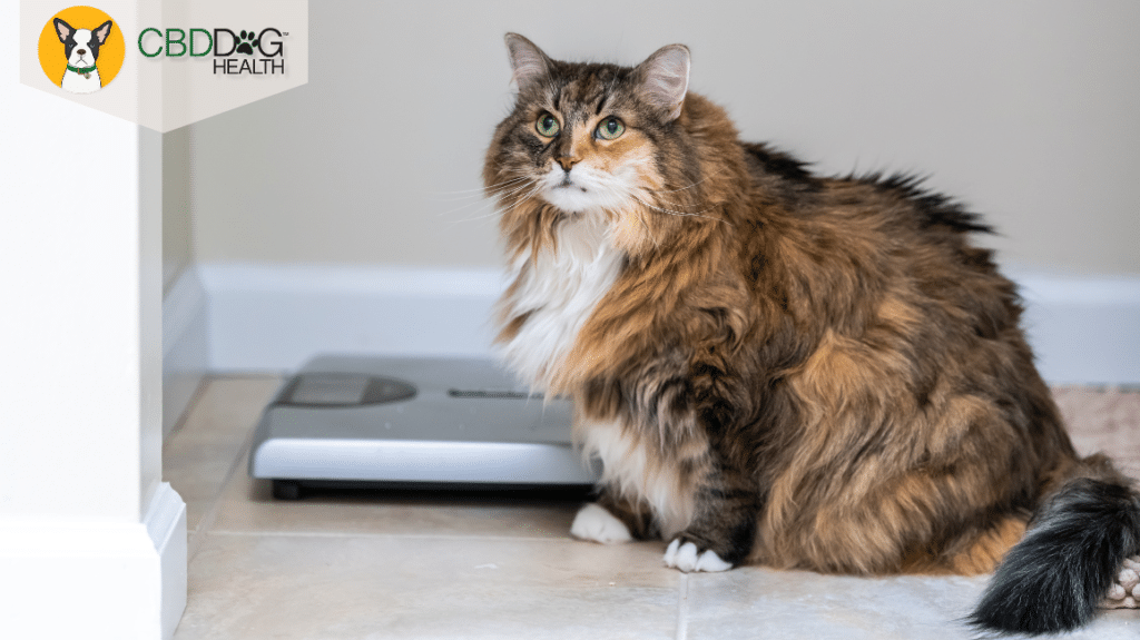 cat fat or fluffy - cat overeating