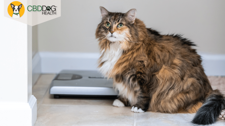 cat fat or fluffy - cat overeating