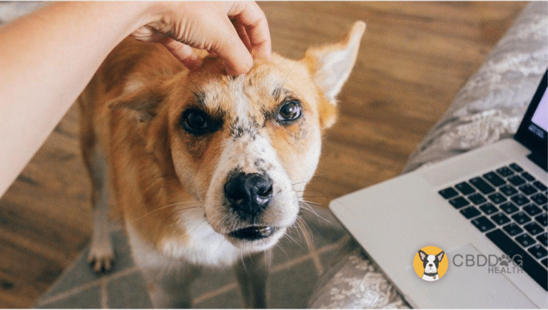 CBD for pets with alopecia