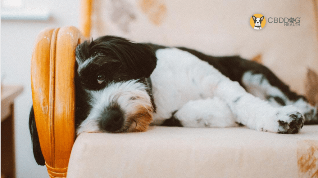 Insomnia in dogs