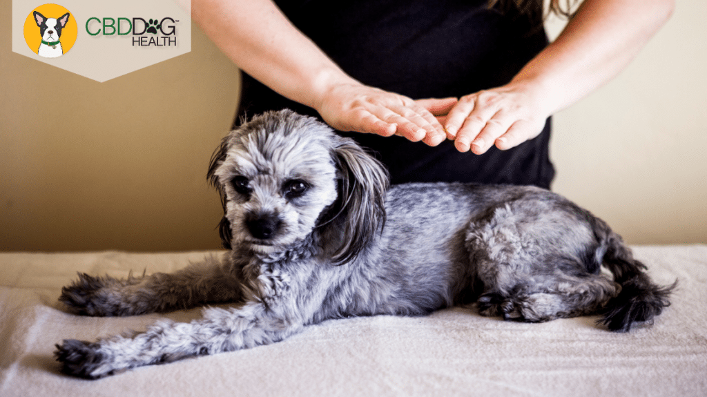 Animal reiki with Kathleen Prasad Blog Featured Image