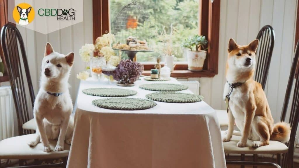 can dogs eat turkey can dogs eat corn sweet potatoes mashed potatoes pie Building your pups thanksgiving feast blog featured image with two dogs waiting at the dinner table