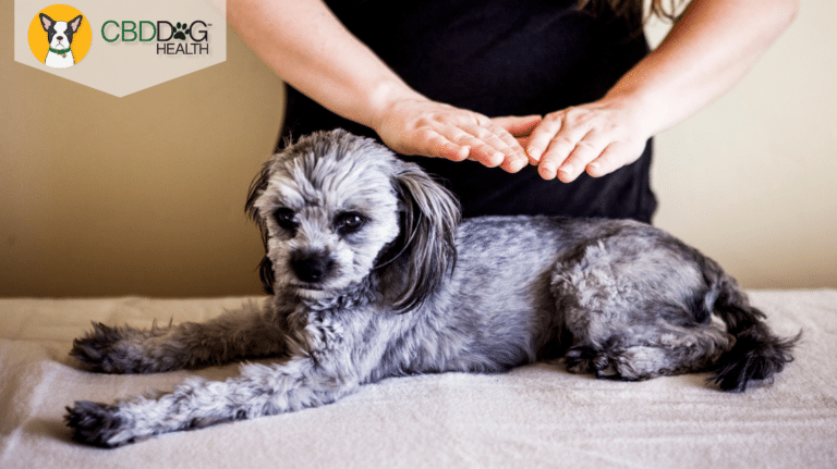 Animal reiki with Kathleen Prasad Blog Featured Image