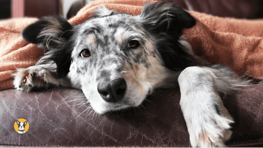 How to tell if your dog is sick