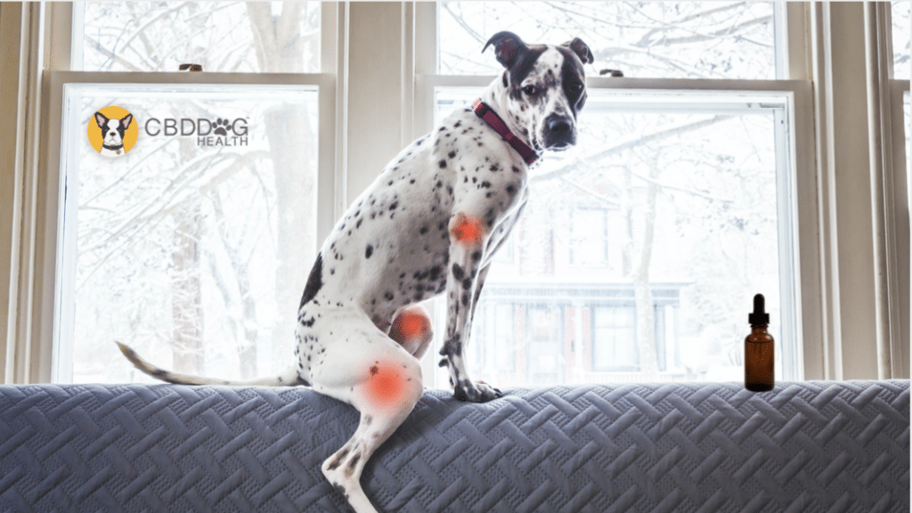 CBD for Inflammation In Pets
