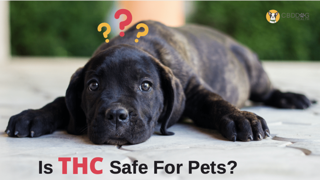 Is THC Safe For Pets