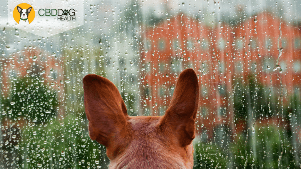 Thunderstorm Anxiety In Dogs