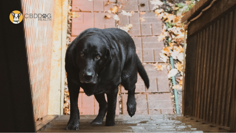 CBD for hip dysplasia in dogs