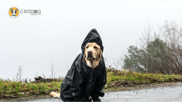 Hurricane Prep For Your Pup