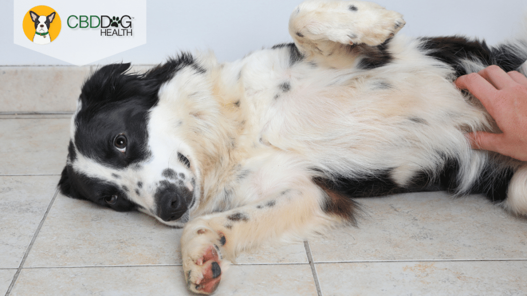 Inflammatory Bowel Disease In Pets