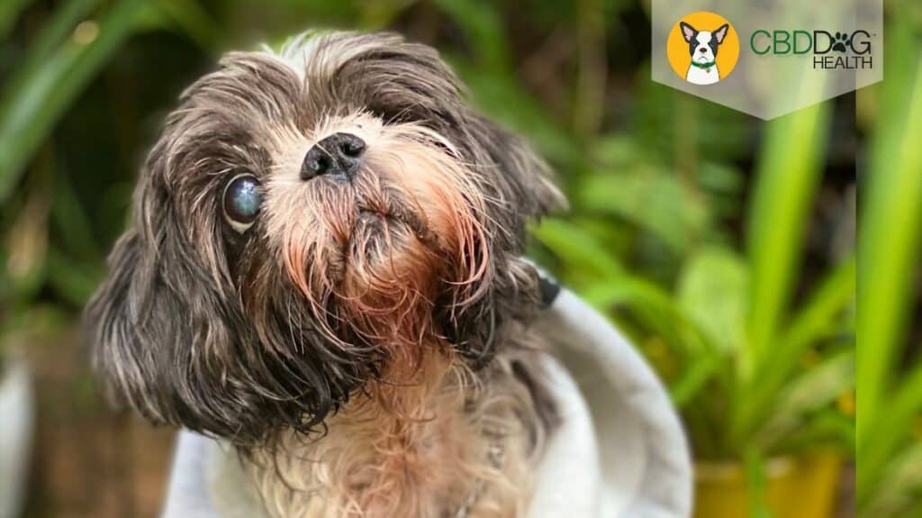 lymphoma in pets cbd for lymphoma in dogs cbd for dog lymphoma