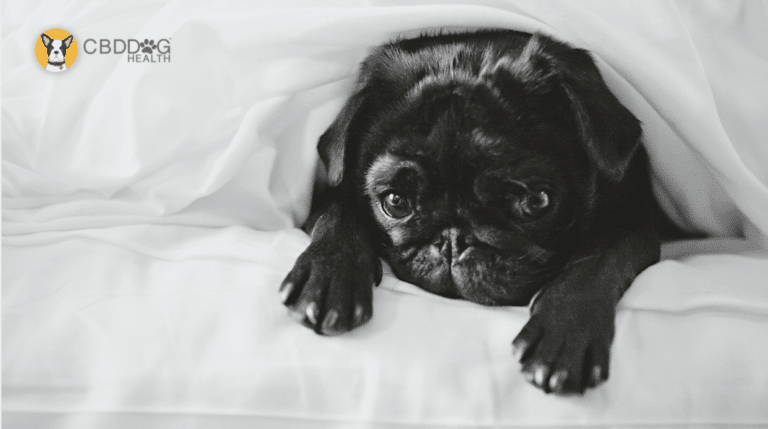 Does my dog have depression