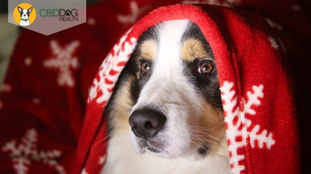 CBD for your pet's holiday stress and anxiety - Blog Featured Image of nervous dog under christmas blanket