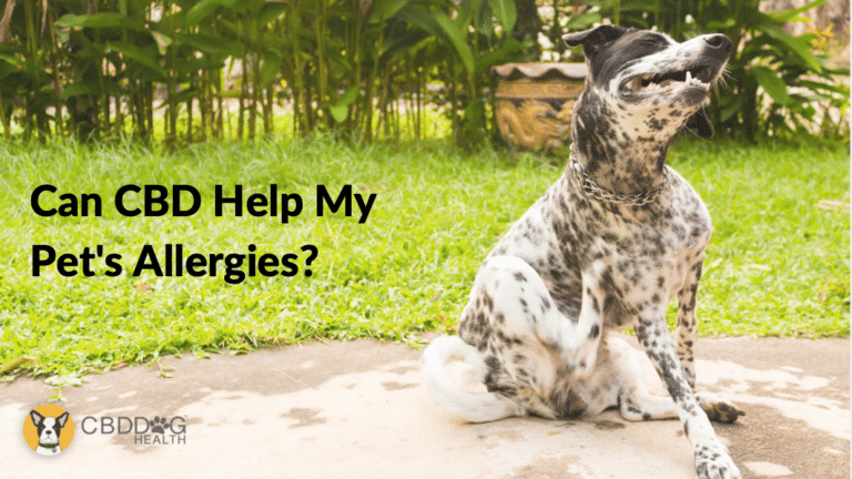 Can CBD Help With My Pets Allergies