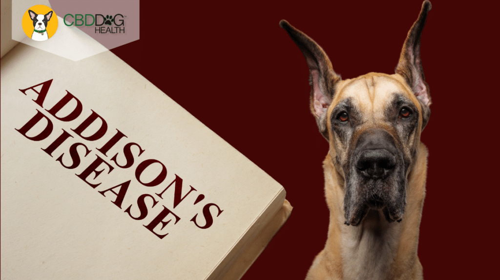 Addison's disease in Dogs
