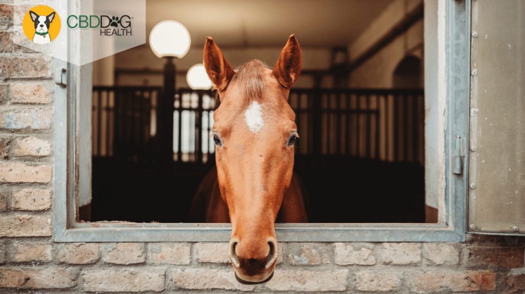 CBD For Colic in Horses