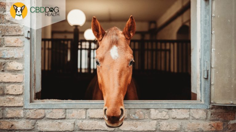 CBD For Colic in Horses