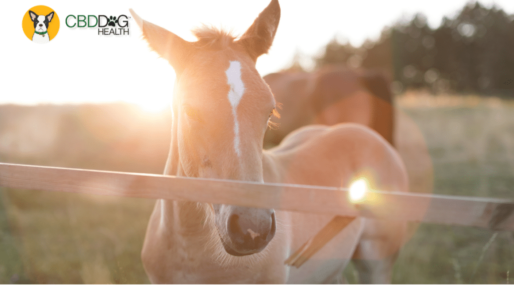 CBD For Cribbing in Horses