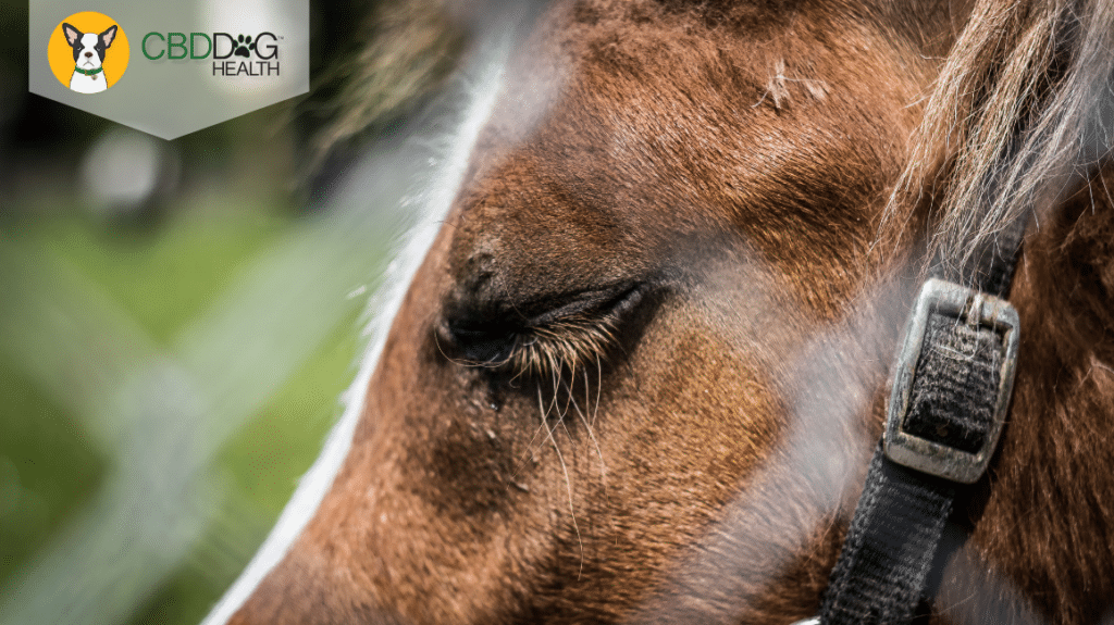 CBD For Cushing's Disease in Horses