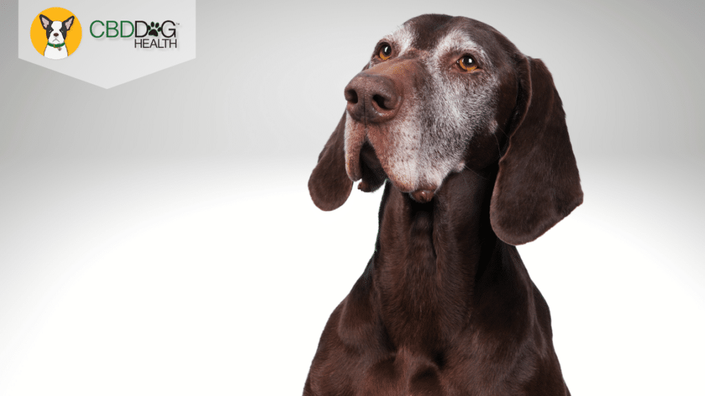 CBD Oil For Degenerative Disease In Dogs