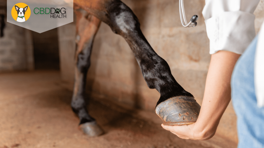 Desmitis in Horses