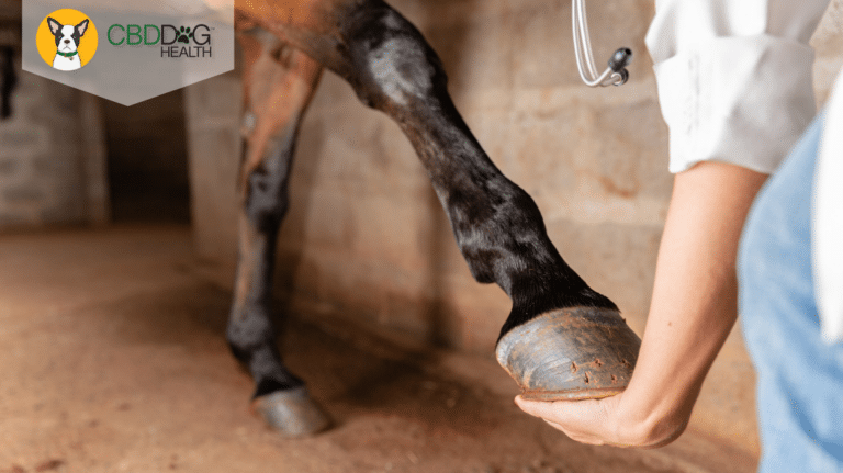 Desmitis in Horses