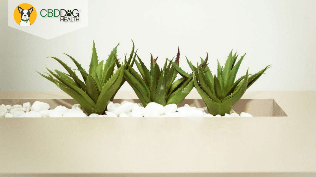 The Truth About Aloe Vera for Dogs