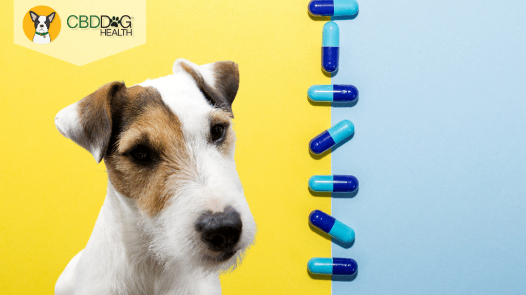 Antibiotics For Dogs