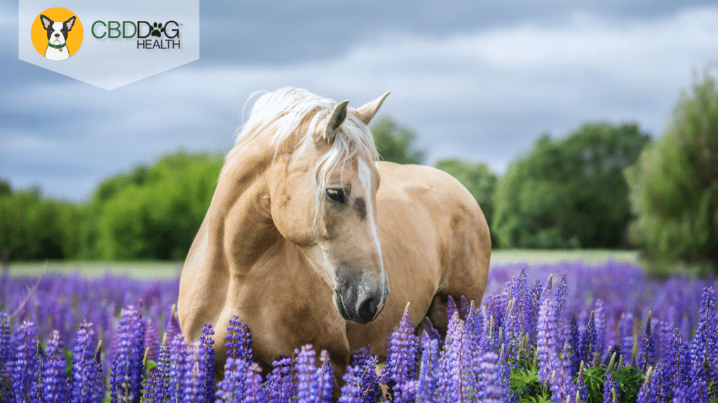 CBD For Anxiety In Horses