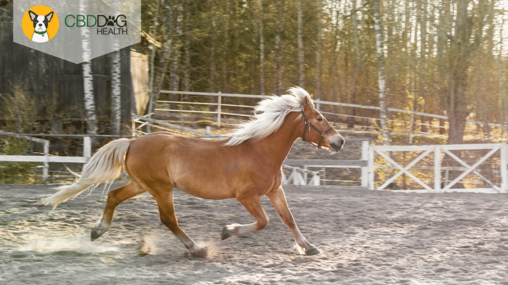 CBD For Arthritis in Horses