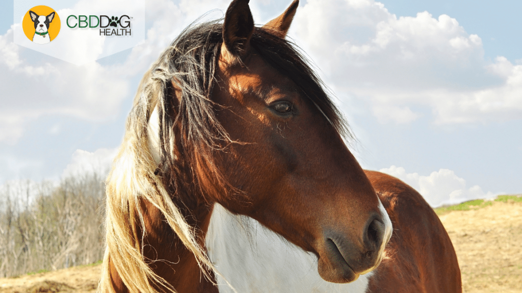 CBD For Horses - Does it work?