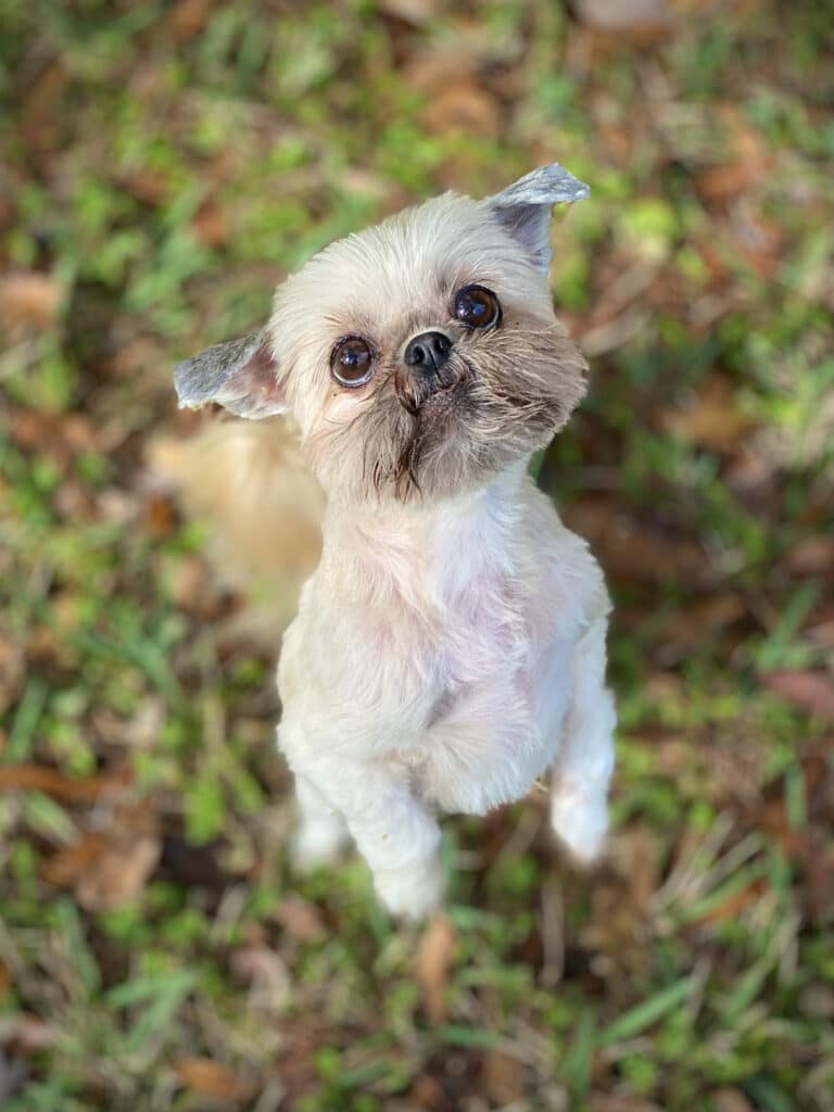 Blanche CBD for Separation anxiety in dogs