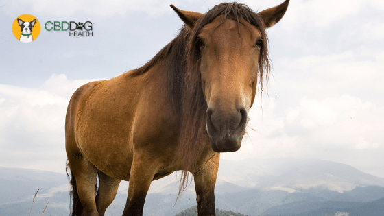 Laminitis in Horses