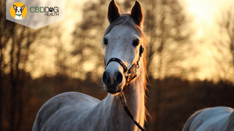 Is CBD Safe For Horses?