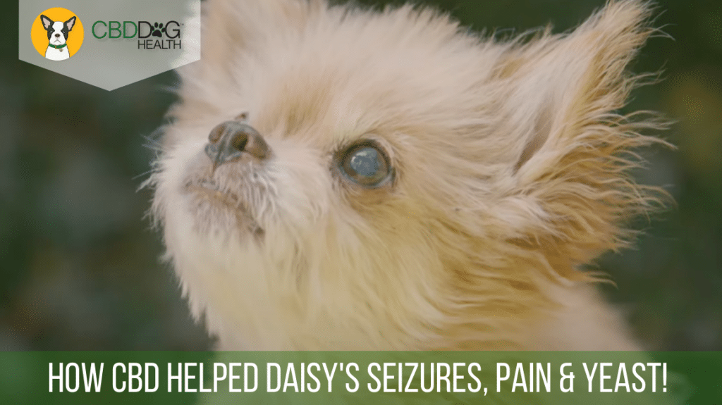 Hoe CBD Helped Daisy's Pain, Yeast and Seizures