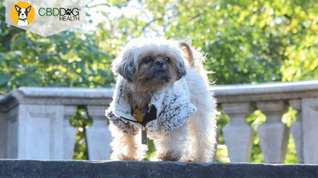 Separation Anxiety in dogs - blanche's story - Blog Featured Image
