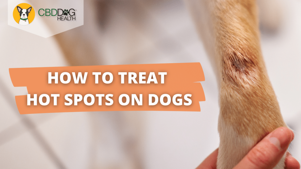 How to treat hot spots on dogs