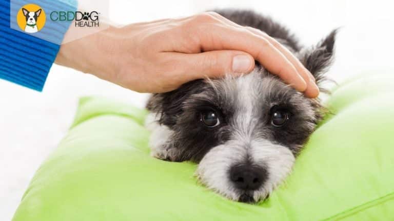 CBD for nausea in dogs Blog Featured Image