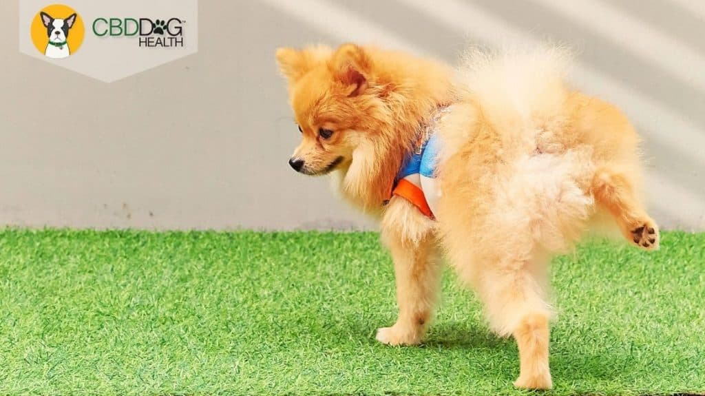 CBD for Bladder Cancer Blog Featured Image with Dog Peeing