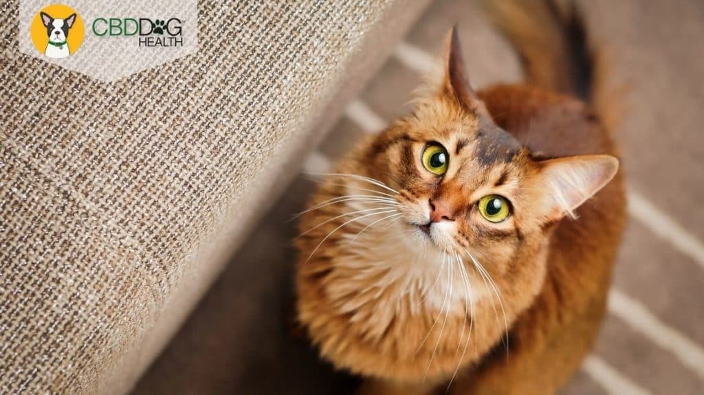 holistic cat care