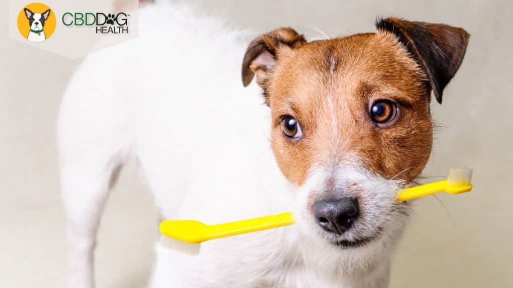 CBD for periodontal disease in dogs and cats - Blog featured image with dog holding toothbrush