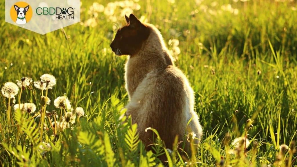 CBD Oil for Asthma in Cats - Blog Featured Image