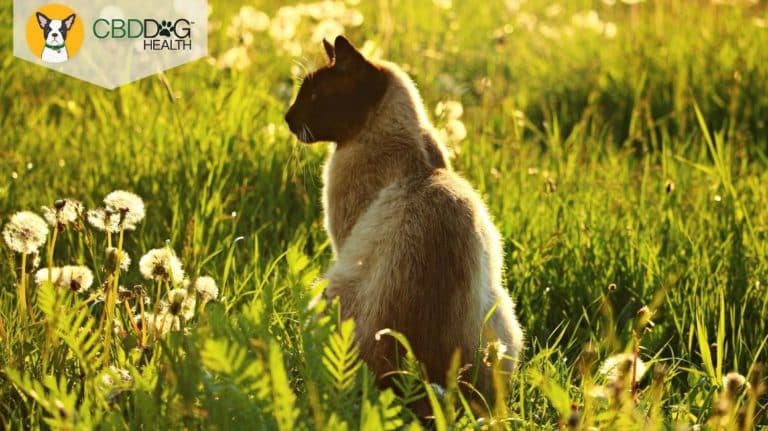 CBD Oil for Asthma in Cats - Blog Featured Image