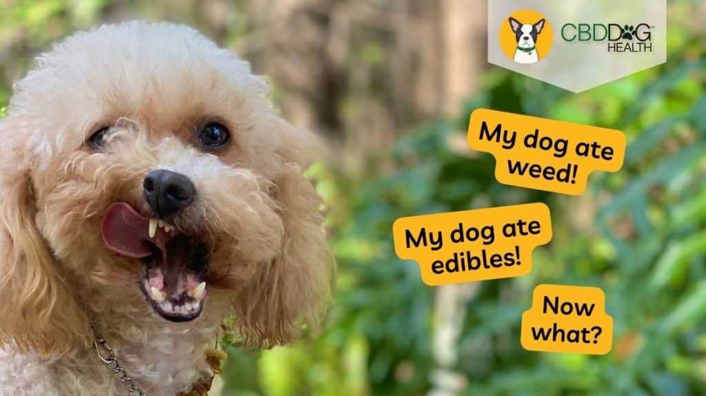 my dog ate weed my dog ate edibles dog ingested weed
