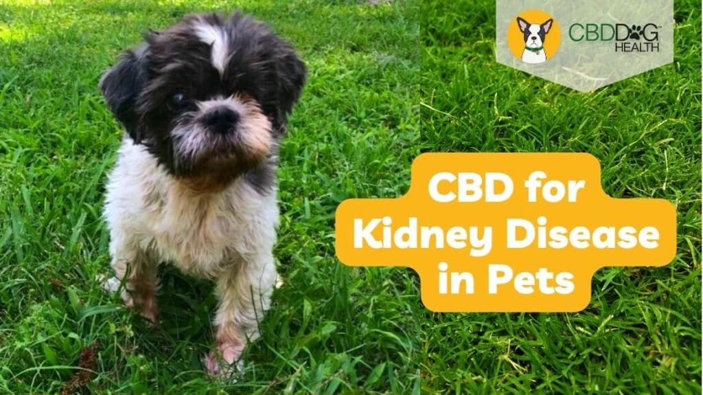 CBD for dogs with Kidney Disease in Dogs cats with kidney disease
