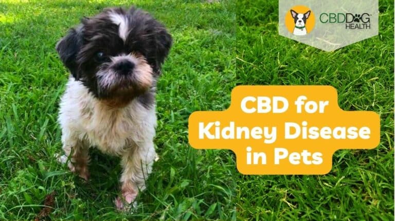 CBD for dogs with Kidney Disease in Dogs cats with kidney disease