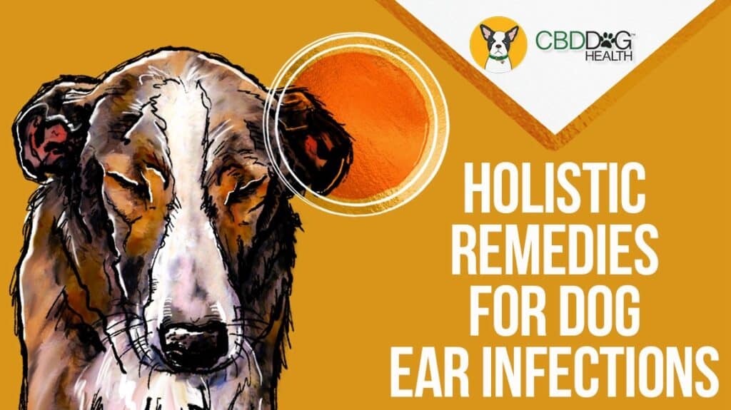 Holistic Remedies for Dog Ear Infection Natural remedy for dog ear infection in dogs CBD colloidal silver apple cider vinegar for ear infections in dogs pets