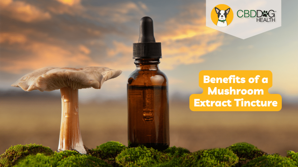 benefits of mushroom extract tincture for dogs best mushroom supplement for dogs best mushroom extracts