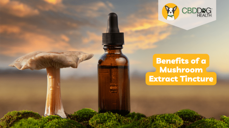 benefits of mushroom extract tincture for dogs best mushroom supplement for dogs best mushroom extracts